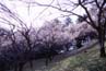 pic052s