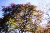 pic097s