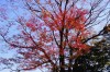 pic098s