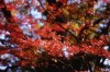 pic099s
